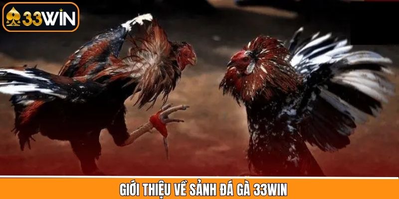 Đôi nét tìm hiểu chung về đá gà 33Win 