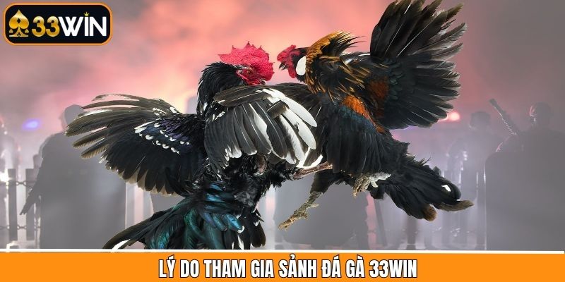 Lý do vì sao thành viên nên lựa chọn đá gà 33Win 