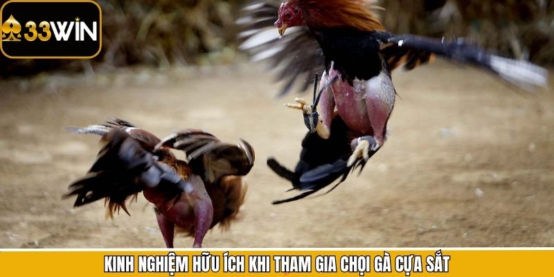 Kinh nghiệm hữu ích khi tham gia chọi gà cựa sắt